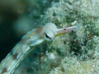 Reeftop Pipefish